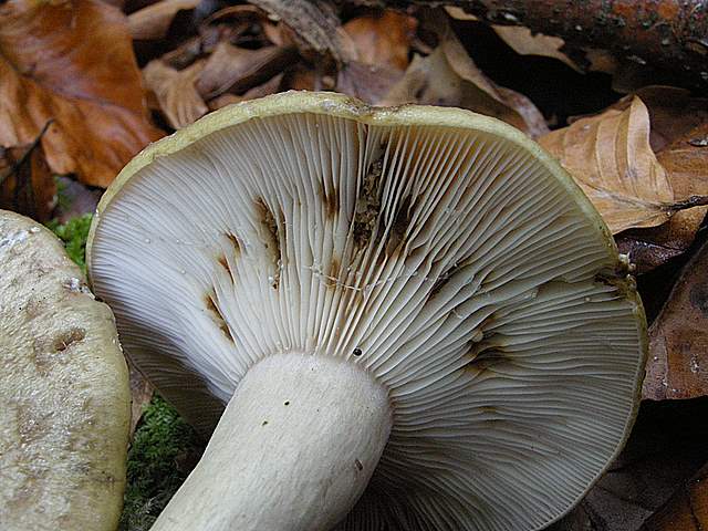 La grande siccita''....ma qui i funghi spuntano lo stesso !